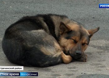Жестокое обращение с животными в Татарстане: от бездомных до домашних — наказание и предотвращение