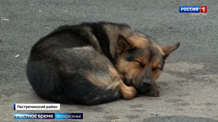 Жестокое обращение с животными в Татарстане: от бездомных до домашних — наказание и предотвращение