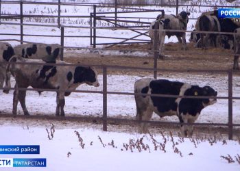 Часть зараженного бруцеллезом скота из Атнинского района будут забивать в Дагестане