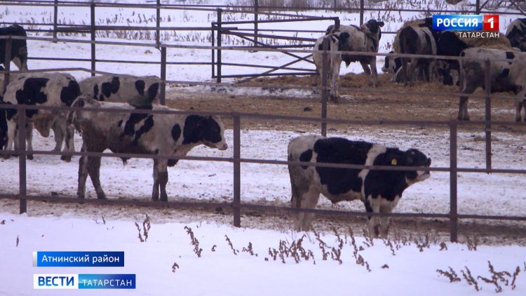Часть зараженного бруцеллезом скота из Атнинского района будут забивать в Дагестане