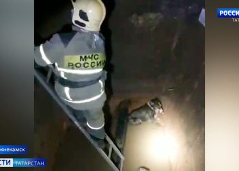 В Нижнекамске из ямы с ледяной водой спасли щенка