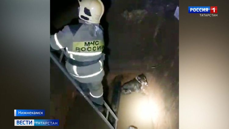 В Нижнекамске из ямы с ледяной водой спасли щенка