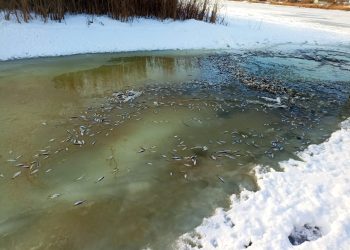 В заливе Волги в Казани произошел массовый мор рыбы