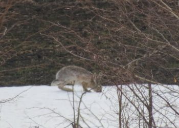 В Татарстане увеличилась численность зайцеобразных