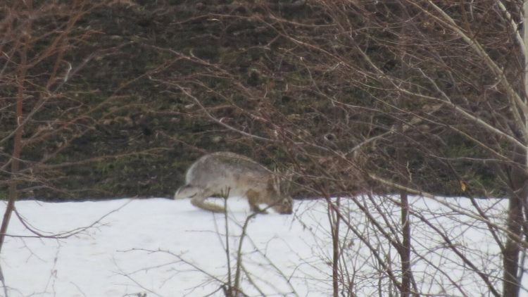 В Татарстане увеличилась численность зайцеобразных
