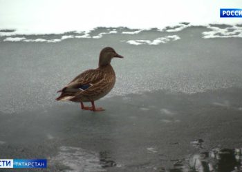 Бюджет на празднование Нового года вырос на 12%