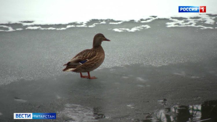 Бюджет на празднование Нового года вырос на 12%