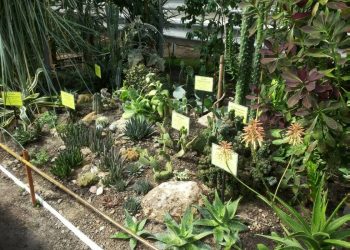 Ботанический сад КФУ включат в перечень особо охраняемых природных территорий