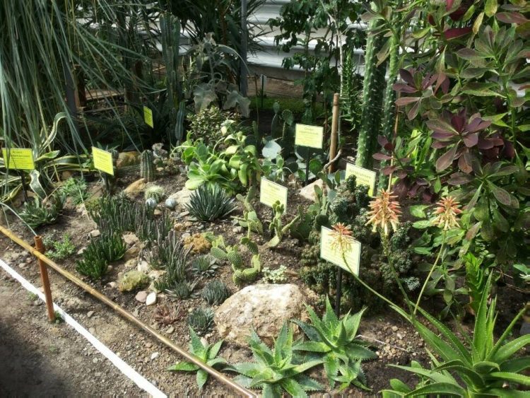 Ботанический сад КФУ включат в перечень особо охраняемых природных территорий