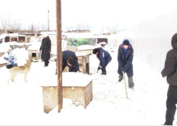 Нижнекамские студенты медколледжа в приюте очистили от снега будки животных