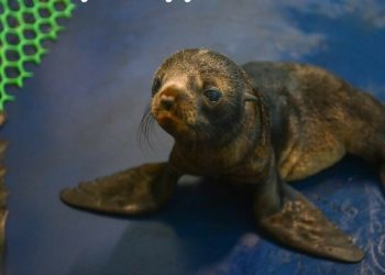 В челнинском дельфинарии дали имя морскому котику