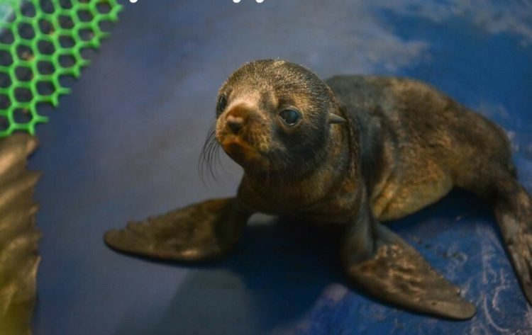 В челнинском дельфинарии дали имя морскому котику