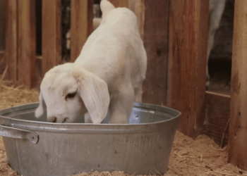 В казанском зооботсаду родились трое козлят