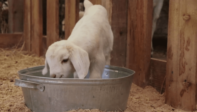 В казанском зооботсаду родились трое козлят