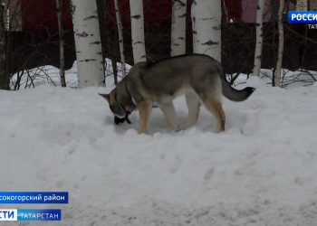 Прокуратура РТ начала проверку по делу о жестоком отравлении собак