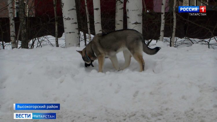 Прокуратура РТ начала проверку по делу о жестоком отравлении собак