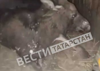 В Нурлатском районе спасли лосенка