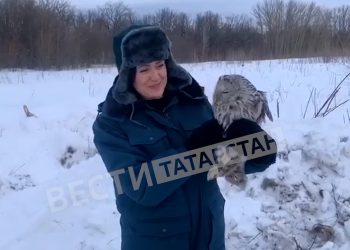 В Чистопольском районе выпустили краснокнижного самца длиннохвостой неясыти