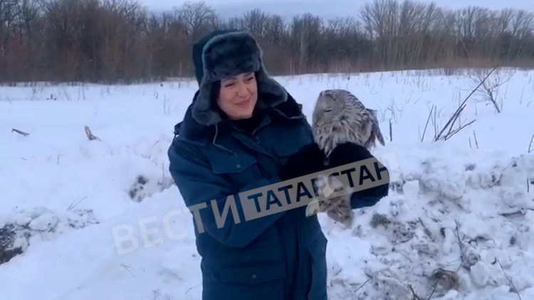 В Чистопольском районе выпустили краснокнижного самца длиннохвостой неясыти