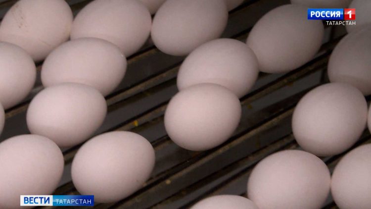 Охота за «веселыми»: за три дня нового года в Татарстане задержала больше сотни пьяных водителей