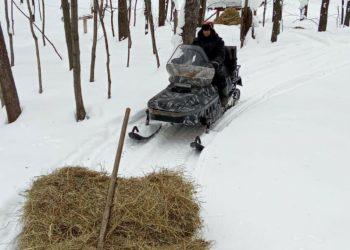 В Госкомитете РТ по биоресурсам помогают диким животным выжить зимой