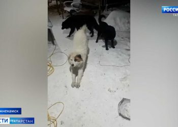 В Нижнекамском районе по факту убийства собак возбудили уголовное дело