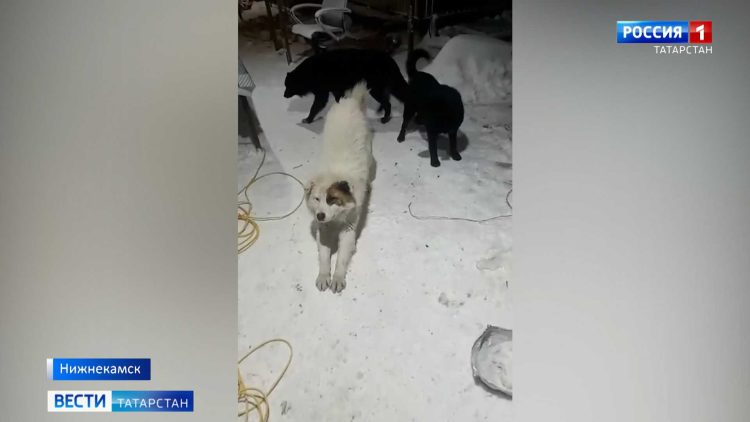 В Нижнекамском районе по факту убийства собак возбудили уголовное дело