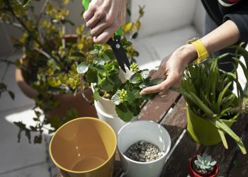 Ученые создали новый биопрепарат для защиты растений от вредителей