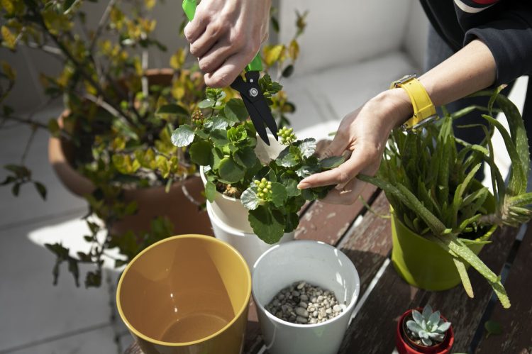 Ученые создали новый биопрепарат для защиты растений от вредителей