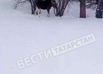 В Нурлатском районе спасенного лосенка отпустили в лес