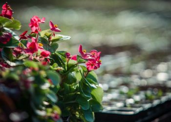 Казань летом украсят более миллиона саженцев