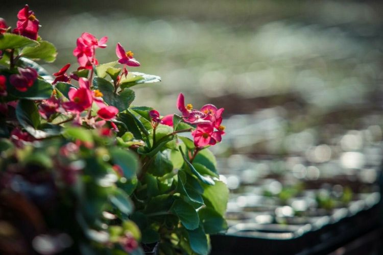 Казань летом украсят более миллиона саженцев