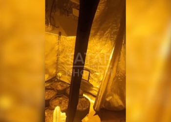 В Казани задержали мужчину, который дома выращивал марихуану