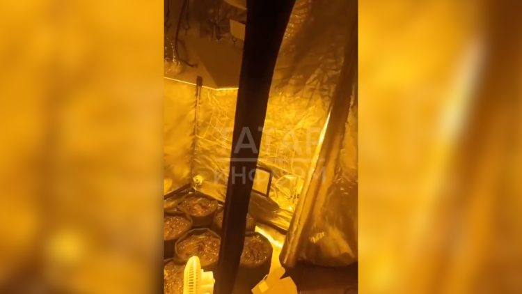 В Казани задержали мужчину, который дома выращивал марихуану