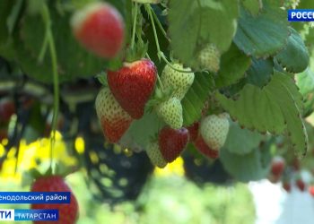 Татарстанские овощеводы подводят итоги прошлого года