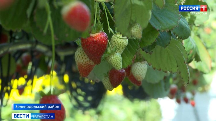 Татарстанские овощеводы подводят итоги прошлого года