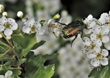 Специалист объяснил нашествие майских жуков в Казани