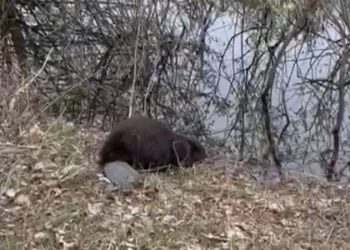 В Нижнекамске спасли бобра