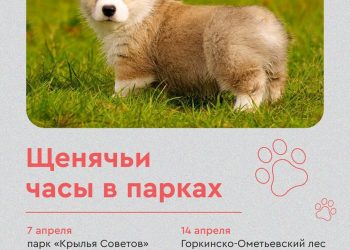 В парках Казани проведут «щенячьи часы»