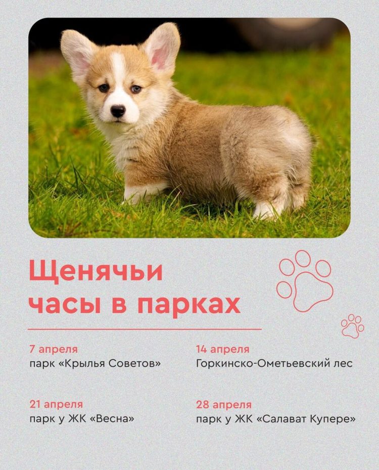 В парках Казани проведут «щенячьи часы»