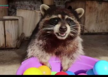 В казанском зооботсаду появился енот-полоскун