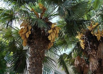 В Казанском зооботсаду расцвела 180-летняя пальма