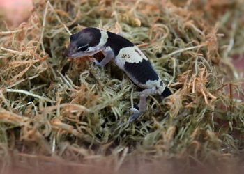 В Казани в семействе гекконов зооботсада появился детеныш