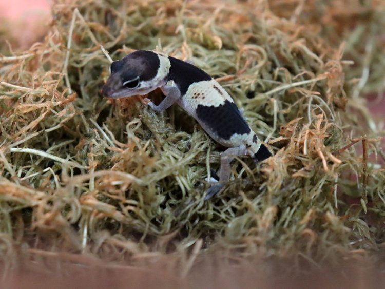 В Казани в семействе гекконов зооботсада появился детеныш