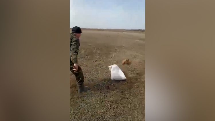 В Азнакаевском районе спасли сурка