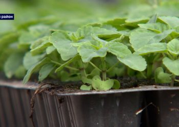 Татарстанские эксперты рассказали, что можно посадить на даче