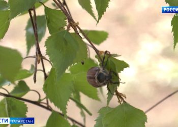 Татарстанские эксперты объяснили причины раннего пробуждения майских жуков