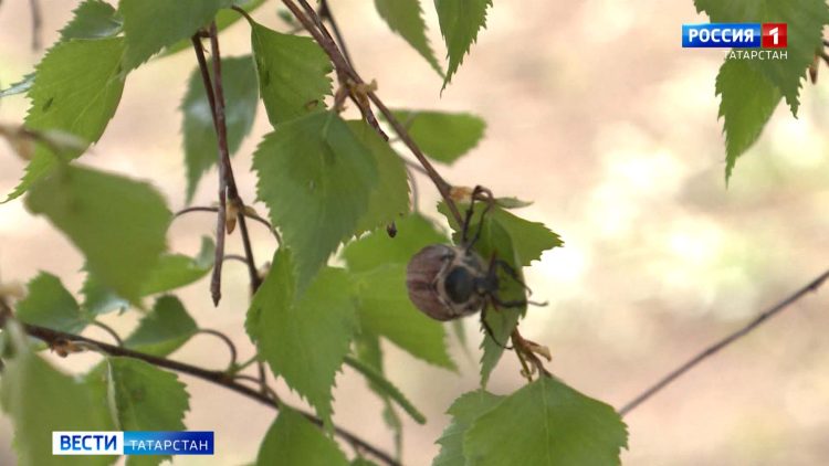 Татарстанские эксперты объяснили причины раннего пробуждения майских жуков