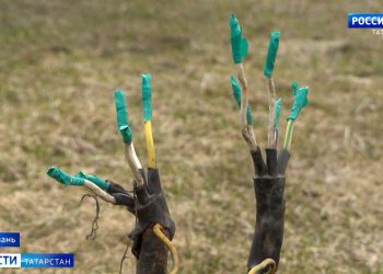 В Казани во время прогулки собаку ударило током