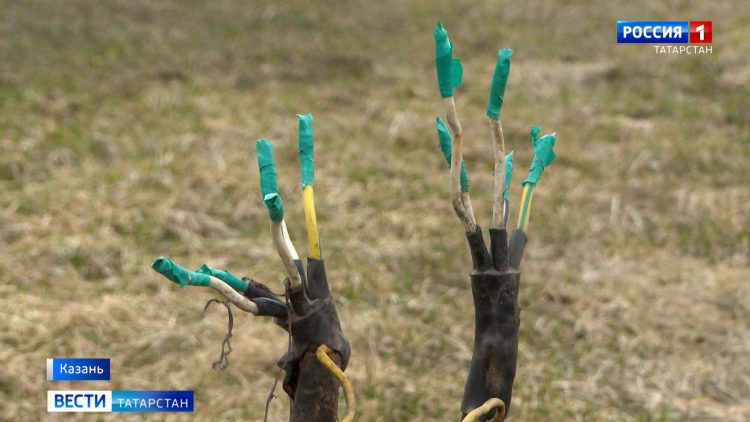 В Казани во время прогулки собаку ударило током